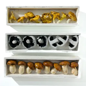 Mushroom Set - 10% discount