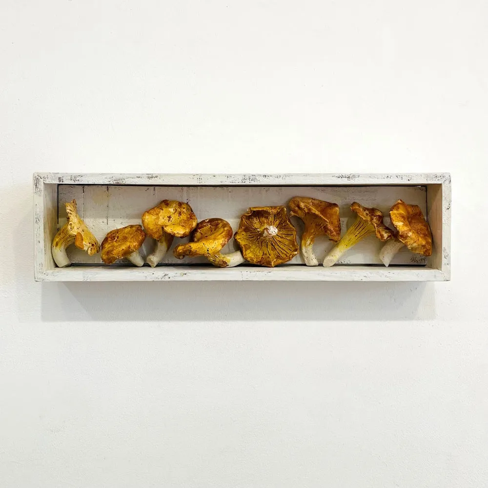 Mushroom Set - 10% discount