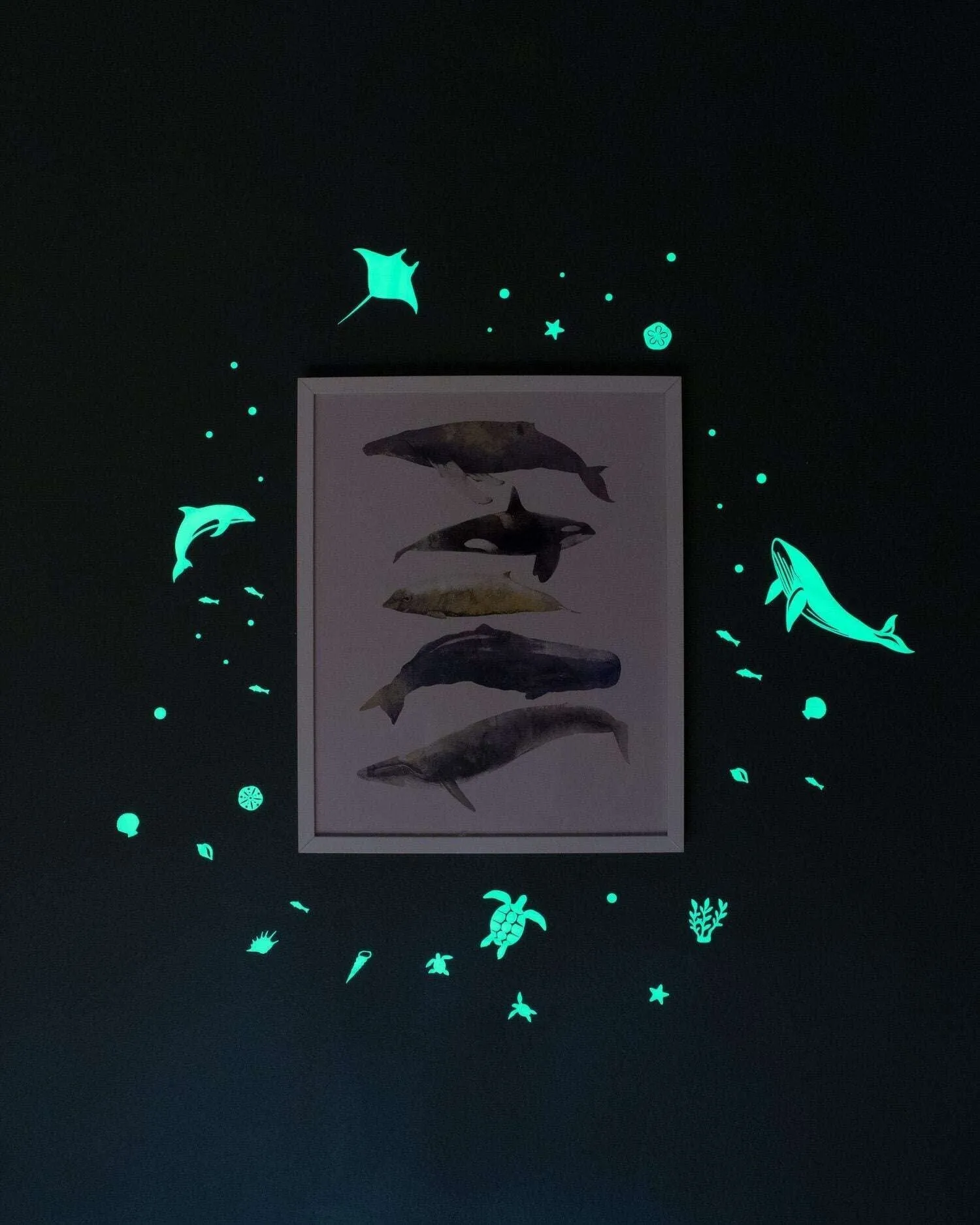 Sea Animals